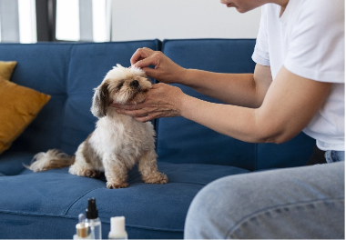 Hemp Oil For Pets: 13 Unexpected Health Benefits