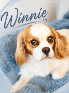 King Charles Cavalier Winnie