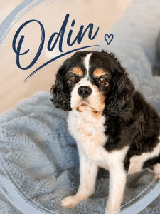 King Charles Cavalier Odin